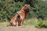 SHAR-PEI 798